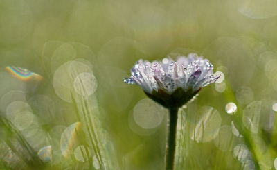 Zomer of winter, altijd zijn deze kleine bloempjes wel bloeiend te vinden. Deze zat nog vol dauwdruppels.
