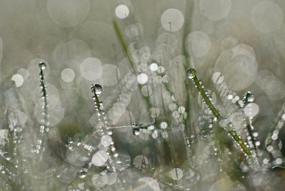 <i class='fa fa-user'></i>&nbsp;Nel R&nbsp;| Dauwdruppels&nbsp; <i class='fa fa-eye'>&nbsp;38</i> &nbsp;<i class='fa fa-thumbs-up'>&nbsp;5</i> &nbsp; <i class='fa fa-comment-o'>&nbsp;2</i>