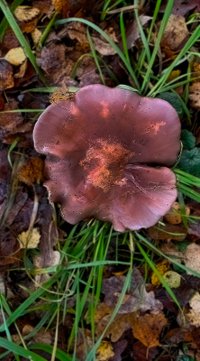 <i class='fa fa-user'></i>&nbsp;guidomwm&nbsp;|  Paarse Schijnridderzwam&nbsp; <i class='fa fa-eye'>&nbsp;26</i> &nbsp; <i class='fa fa-comment-o'>&nbsp;0</i>