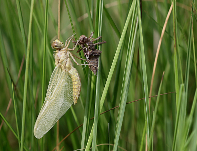 Nature picture: 1. Viervlek