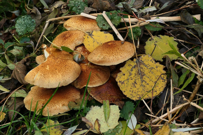 <i class='fa fa-user'></i>&nbsp;frbeuming&nbsp;|  Schubbige Bundelzwam&nbsp; <i class='fa fa-eye'>&nbsp;13</i> &nbsp; <i class='fa fa-comment-o'>&nbsp;0</i>