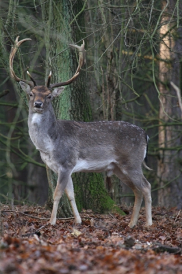 Na lang sparen en wikken en wegen heb ik vorige week eindelijk een Canon 100-400 IS kunnen kopen! Uiteraard wilde ik deze lens zo snel mogelijk uitproberen en vandaag was het dan zover! Het was wel even wennen aan zo'n zware grote lens en het scherpstellen op 400 mm wordt nog veel oefenen, maar met dit plaatje ben ik toch erg tevreden! Ik ben benieuwd naar jullie reacties. De kwaliteit is er denk wel erg op achteruit gegaan na het verkleinen voor Nederpix, de foto is ook met 800 iso geschoten, anders werd mijn sluitertijd te traag of de foto veel te donker. Hopelijk volgens er nog snel meer foto's met deze nu al geweldige lens!