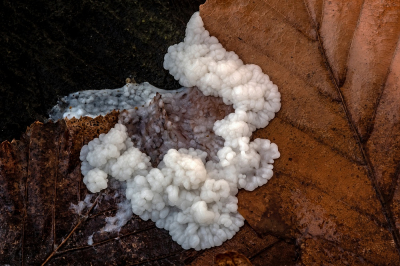 <i class='fa fa-user'></i>&nbsp;Johan van Gurp&nbsp;|  Slijmzwam sp.&nbsp; <i class='fa fa-eye'>&nbsp;17</i> &nbsp; <i class='fa fa-comment-o'>&nbsp;1</i>