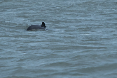 <i class='fa fa-user'></i>&nbsp;Willem Verhagen&nbsp;|  Bruinvis&nbsp; <i class='fa fa-eye'>&nbsp;50</i> &nbsp; <i class='fa fa-comment-o'>&nbsp;1</i>