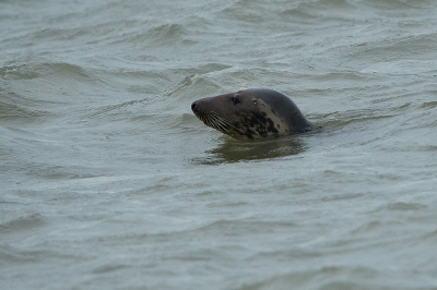 <i class='fa fa-user'></i>&nbsp;Willem Verhagen&nbsp;|  Grijze Zeehond&nbsp; <i class='fa fa-eye'>&nbsp;47</i> &nbsp; <i class='fa fa-comment-o'>&nbsp;3</i>