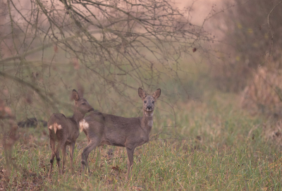 <i class='fa fa-user'></i>&nbsp;Eric Gibcus&nbsp;|  Ree&nbsp; <i class='fa fa-eye'>&nbsp;36</i> &nbsp; <i class='fa fa-comment-o'>&nbsp;1</i>