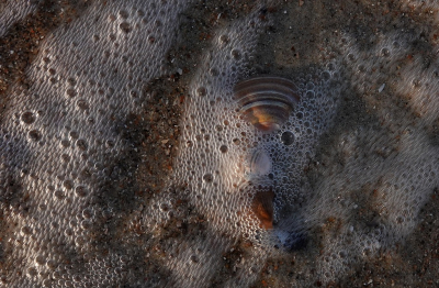 Nog even wezen kijken of er nog paddenstoelen te vinden waren maar er was niets. Langs de vloedlijn wat gespeeld met de beweging van de golven.