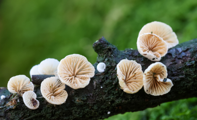 <i class='fa fa-user'></i>&nbsp;David&nbsp;|  Wit Oorzwammetje&nbsp; <i class='fa fa-eye'>&nbsp;27</i> &nbsp; <i class='fa fa-comment-o'>&nbsp;1</i>