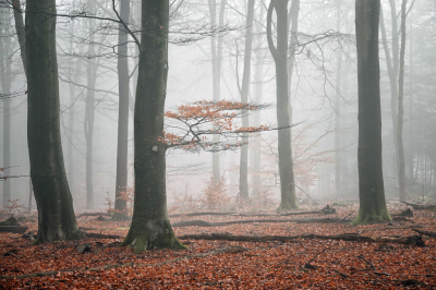 <i class='fa fa-user'></i>&nbsp;nelappelmelk&nbsp;|  Mist&nbsp; <i class='fa fa-eye'>&nbsp;53</i> &nbsp;<i class='fa fa-thumbs-up'>&nbsp;5</i> &nbsp; <i class='fa fa-comment-o'>&nbsp;5</i>