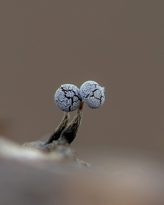 <i class='fa fa-user'></i>&nbsp;Johan van Gurp&nbsp;|  Kalkkopje sp.&nbsp; <i class='fa fa-eye'>&nbsp;46</i> &nbsp;<i class='fa fa-thumbs-up'>&nbsp;4</i> &nbsp; <i class='fa fa-comment-o'>&nbsp;2</i>