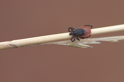 <i class='fa fa-user'></i>&nbsp;Paul Vandebroek&nbsp;|  Schapenteek&nbsp; <i class='fa fa-eye'>&nbsp;18</i> &nbsp; <i class='fa fa-comment-o'>&nbsp;0</i>