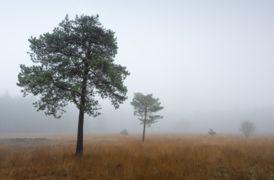 <i class='fa fa-user'></i>&nbsp;Pieter  LJ&nbsp;|  Mistige ochtend&nbsp; <i class='fa fa-eye'>&nbsp;32</i> &nbsp; <i class='fa fa-comment-o'>&nbsp;3</i>