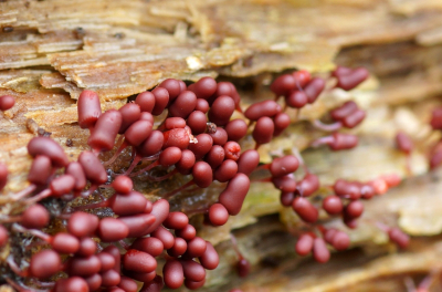 <i class='fa fa-user'></i>&nbsp;Jelle Bakker&nbsp;|  Karmijnrood Netwatje&nbsp; <i class='fa fa-eye'>&nbsp;6</i> &nbsp; <i class='fa fa-comment-o'>&nbsp;0</i>