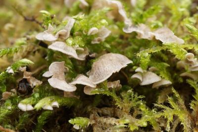 <i class='fa fa-user'></i>&nbsp;Jelle Bakker&nbsp;|  Gerimpeld Mosoortje&nbsp; <i class='fa fa-eye'>&nbsp;6</i> &nbsp; <i class='fa fa-comment-o'>&nbsp;0</i>