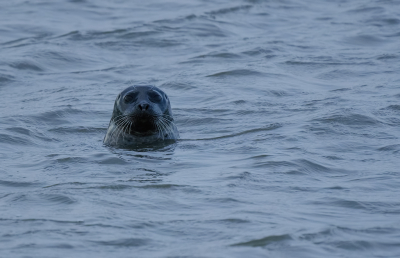 Tijdens ons weekendje Friesland geregeld Gewone Zeehonden gezien, vooral in en rondom Lauwersoog haven.

Deze was vrij nieuwsgierig en ik kon aardig inzoomen met 900mm. Kon zich wel eens de snorharen knippen...

Uit de hand.