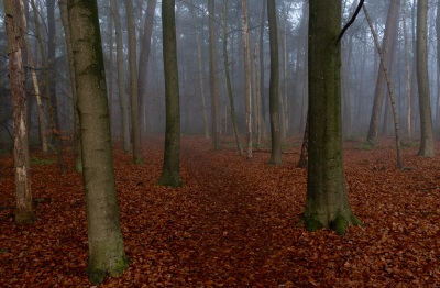 <i class='fa fa-user'></i>&nbsp;Pieter  LJ&nbsp;|  Nevel in het bos&nbsp; <i class='fa fa-eye'>&nbsp;35</i> &nbsp; <i class='fa fa-comment-o'>&nbsp;1</i>