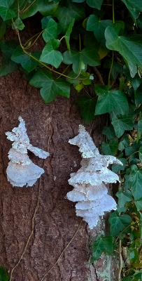 <i class='fa fa-user'></i>&nbsp;guidomwm&nbsp;|  Zwavelzwam&nbsp; <i class='fa fa-eye'>&nbsp;76</i> &nbsp; <i class='fa fa-comment-o'>&nbsp;7</i>