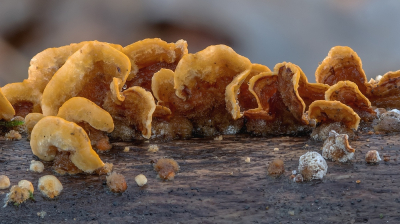 <i class='fa fa-user'></i>&nbsp;Johan van Gurp&nbsp;|  Gele Korstzwam&nbsp; <i class='fa fa-eye'>&nbsp;38</i> &nbsp; <i class='fa fa-comment-o'>&nbsp;1</i>