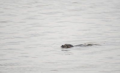 <i class='fa fa-user'></i>&nbsp;Eef Kieft&nbsp;|  Gewone Zeehond&nbsp; <i class='fa fa-eye'>&nbsp;48</i> &nbsp; <i class='fa fa-comment-o'>&nbsp;1</i>