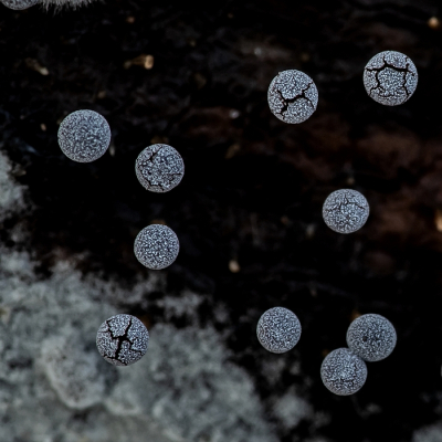 <i class='fa fa-user'></i>&nbsp;Johan van Gurp&nbsp;|  Kalkkopje sp&nbsp; <i class='fa fa-eye'>&nbsp;27</i> &nbsp;<i class='fa fa-thumbs-up'>&nbsp;2</i> &nbsp; <i class='fa fa-comment-o'>&nbsp;2</i>