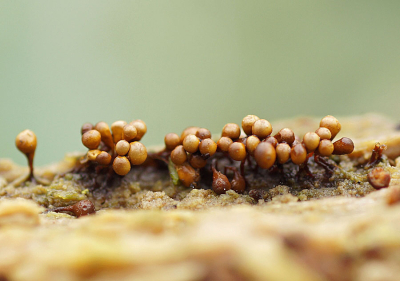 <i class='fa fa-user'></i>&nbsp;Jelle Bakker&nbsp;|  Groot Langdraadwatje&nbsp; <i class='fa fa-eye'>&nbsp;23</i> &nbsp; <i class='fa fa-comment-o'>&nbsp;0</i>