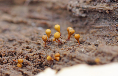 <i class='fa fa-user'></i>&nbsp;Jelle Bakker&nbsp;|  Doorschijnend Langdraadwatje&nbsp; <i class='fa fa-eye'>&nbsp;12</i> &nbsp; <i class='fa fa-comment-o'>&nbsp;1</i>