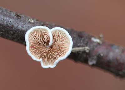 <i class='fa fa-user'></i>&nbsp;Paul Vandebroek&nbsp;|  Wit Oorzwammetje&nbsp; <i class='fa fa-eye'>&nbsp;13</i> &nbsp; <i class='fa fa-comment-o'>&nbsp;2</i>