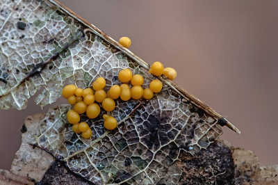 <i class='fa fa-user'></i>&nbsp;Johan van Gurp&nbsp;|  Slijmzwam sp.&nbsp; <i class='fa fa-eye'>&nbsp;49</i> &nbsp;<i class='fa fa-thumbs-up'>&nbsp;1</i> &nbsp; <i class='fa fa-comment-o'>&nbsp;1</i>