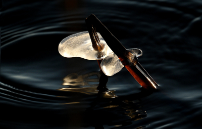 <i class='fa fa-user'></i>&nbsp;Eric Gibcus&nbsp;|  Ijs sculptuur&nbsp; <i class='fa fa-eye'>&nbsp;58</i> &nbsp;<i class='fa fa-thumbs-up'>&nbsp;1</i> &nbsp; <i class='fa fa-comment-o'>&nbsp;1</i>