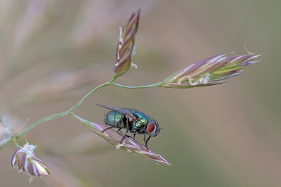 <i class='fa fa-user'></i>&nbsp;Johan van Gurp&nbsp;|  Groene Vleesvlieg sp.&nbsp; <i class='fa fa-eye'>&nbsp;46</i> &nbsp; <i class='fa fa-comment-o'>&nbsp;2</i>