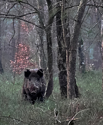 Tijdens een vroege wandeling door het bos troffen wij dit keer weer eens een wild zwijn die dit keer niet direct wegliep.