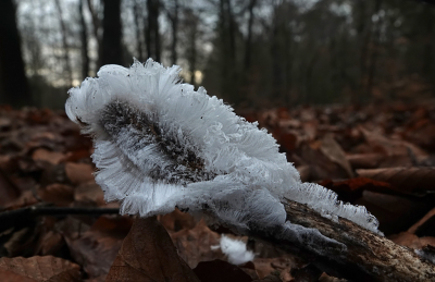 <i class='fa fa-user'></i>&nbsp;nelappelmelk&nbsp;|  IJshaar&nbsp; <i class='fa fa-eye'>&nbsp;28</i> &nbsp; <i class='fa fa-comment-o'>&nbsp;1</i>