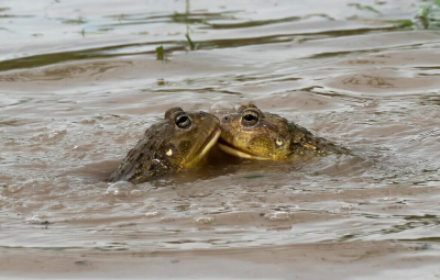 <i class='fa fa-user'></i>&nbsp;JeroenAsilia&nbsp;|  Afrikaanse Stierkikker&nbsp; <i class='fa fa-eye'>&nbsp;14</i> &nbsp; <i class='fa fa-comment-o'>&nbsp;0</i>