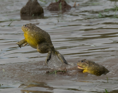 <i class='fa fa-user'></i>&nbsp;JeroenAsilia&nbsp;| Afrikaanse Stierkikker&nbsp; <i class='fa fa-eye'>&nbsp;34</i> &nbsp; <i class='fa fa-comment-o'>&nbsp;1</i>