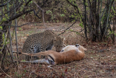 <i class='fa fa-user'></i>&nbsp;JeroenAsilia&nbsp;|  Luipaard&nbsp; <i class='fa fa-eye'>&nbsp;63</i> &nbsp;<i class='fa fa-thumbs-up'>&nbsp;5</i> &nbsp; <i class='fa fa-comment-o'>&nbsp;4</i>