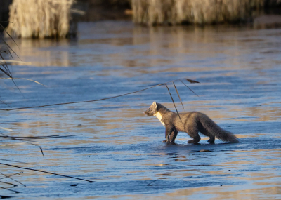 <i class='fa fa-user'></i>&nbsp;Tom&nbsp;|  Steenmarter&nbsp; <i class='fa fa-eye'>&nbsp;112</i> &nbsp;<i class='fa fa-thumbs-up'>&nbsp;2</i> &nbsp; <i class='fa fa-comment-o'>&nbsp;7</i>