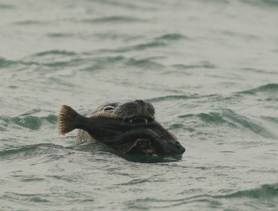 Vanmiddag een paar uur aan Eiders, Wulpen, Steenlopers en Zeehonden besteed.
Wat een leuke ervaring!
Er waren 4 Zeehonden aanwezig en deze deden zich tegoed aan de enorme hoeveelheid vis welke in de spuikom aldaar ruim aanwezig is.
Iemand een idee wat de prooi is?