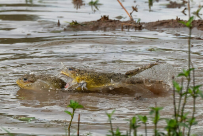 <i class='fa fa-user'></i>&nbsp;JeroenAsilia&nbsp;|  Afrikaanse Stierkikker&nbsp; <i class='fa fa-eye'>&nbsp;66</i> &nbsp; <i class='fa fa-comment-o'>&nbsp;3</i>