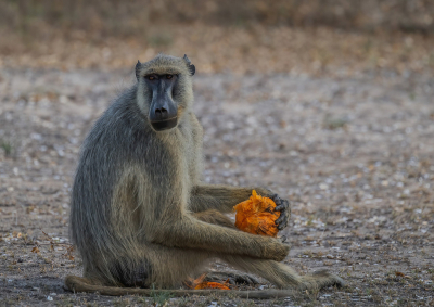 <i class='fa fa-user'></i>&nbsp;JeroenAsilia&nbsp;|  Gele Baviaan&nbsp; <i class='fa fa-eye'>&nbsp;40</i> &nbsp;<i class='fa fa-thumbs-up'>&nbsp;1</i> &nbsp; <i class='fa fa-comment-o'>&nbsp;2</i>