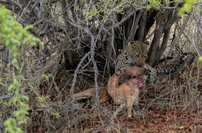 <i class='fa fa-user'></i>&nbsp;JeroenAsilia&nbsp;|  Luipaard&nbsp; <i class='fa fa-eye'>&nbsp;35</i> &nbsp; <i class='fa fa-comment-o'>&nbsp;0</i>