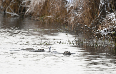 <i class='fa fa-user'></i>&nbsp;Eric Gibcus&nbsp;|  Otter&nbsp; <i class='fa fa-eye'>&nbsp;21</i> &nbsp; <i class='fa fa-comment-o'>&nbsp;0</i>