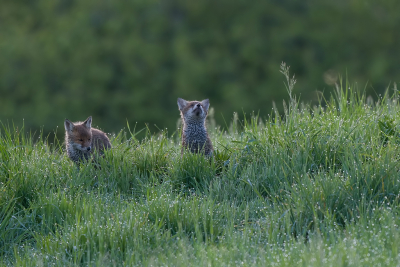 <i class='fa fa-user'></i>&nbsp;Jurgen Maassen&nbsp;|  Vos&nbsp; <i class='fa fa-eye'>&nbsp;58</i> &nbsp;<i class='fa fa-thumbs-up'>&nbsp;2</i> &nbsp; <i class='fa fa-comment-o'>&nbsp;5</i>