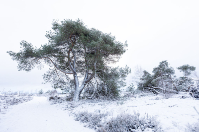 <i class='fa fa-user'></i>&nbsp;Tom&nbsp;|  Haarlerberg&nbsp; <i class='fa fa-eye'>&nbsp;64</i> &nbsp;<i class='fa fa-thumbs-up'>&nbsp;3</i> &nbsp; <i class='fa fa-comment-o'>&nbsp;7</i>