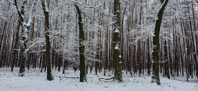<i class='fa fa-user'></i>&nbsp;guidomwm&nbsp;|  Landschap met kale bomen maar met sneeuw&nbsp; <i class='fa fa-eye'>&nbsp;46</i> &nbsp; <i class='fa fa-comment-o'>&nbsp;0</i>