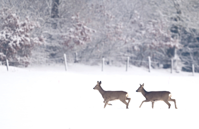 <i class='fa fa-user'></i>&nbsp;Eric Gibcus&nbsp;|  Ree&nbsp; <i class='fa fa-eye'>&nbsp;51</i> &nbsp; <i class='fa fa-comment-o'>&nbsp;1</i>