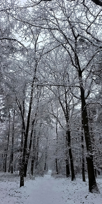 <i class='fa fa-user'></i>&nbsp;guidomwm&nbsp;|  Landschap met hoge dunne bomen en sneeuw&nbsp; <i class='fa fa-eye'>&nbsp;28</i> &nbsp; <i class='fa fa-comment-o'>&nbsp;2</i>