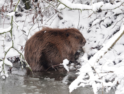 <i class='fa fa-user'></i>&nbsp;sieb&nbsp;|  Bever&nbsp; <i class='fa fa-eye'>&nbsp;35</i> &nbsp;<i class='fa fa-thumbs-up'>&nbsp;2</i> &nbsp; <i class='fa fa-comment-o'>&nbsp;4</i>