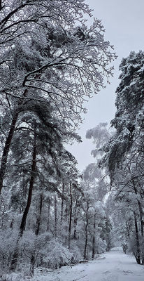 <i class='fa fa-user'></i>&nbsp;guidomwm&nbsp;|  Landschap met sneeuw, zijpad met hoge bomen&nbsp; <i class='fa fa-eye'>&nbsp;46</i> &nbsp; <i class='fa fa-comment-o'>&nbsp;2</i>