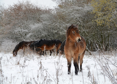 <i class='fa fa-user'></i>&nbsp;koekieman&nbsp;|  Exmoor Pony&nbsp; <i class='fa fa-eye'>&nbsp;37</i> &nbsp; <i class='fa fa-comment-o'>&nbsp;2</i>