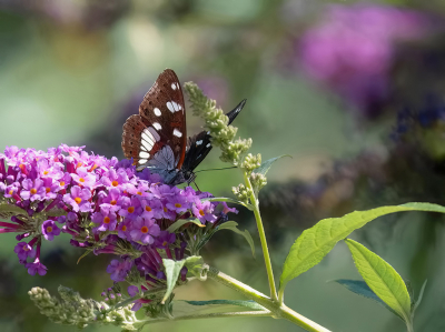 Beetje kleur kan geen kwaad lijkt me. Van een paar jaartjes geleden, Aostadal Itali�.

Meteen bij aankomst werden we verwelkomd door een prachtige Blauwe IJsvogelvlinder op de vlinderstruiken van de B&B.